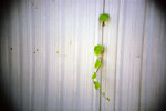 050914_lca_0004a