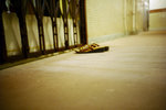 050914_lca_0027