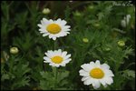 DSC_0723a