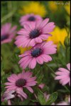 DSC_0738a