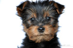 ...passport photo...