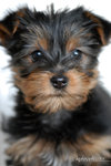 i'm 70 days old la
