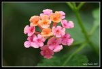 IMG_7487b