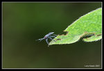 IMG_7493b