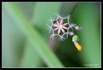 IMG_7528b