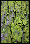 IMG_7565b