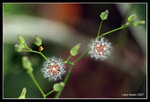 IMG_7587b