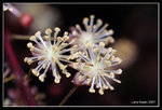 IMG_7618b