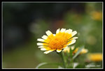 IMG_7623b