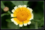 IMG_7624b