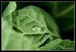 IMG_7633b