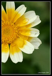 IMG_7639b