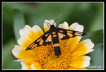 IMG_7651b