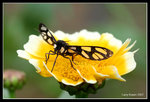 IMG_7655b