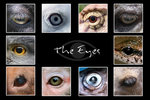 eye1