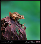 IMG_7397b