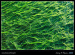 DPP_0004b