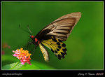 IMG_8267b
