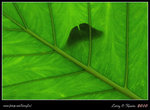 IMG_8391b