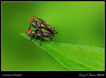 IMG_0154b