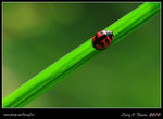 IMG_0305b