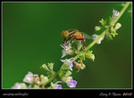 IMG_0323b
