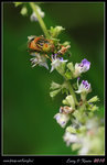 IMG_0326b