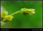 IMG_0383b
