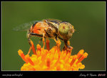 IMG_0484b