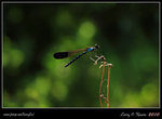 IMG_0752b