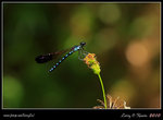 IMG_0776b