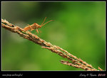 IMG_0821b