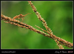IMG_0828b