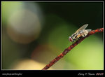 IMG_0861b