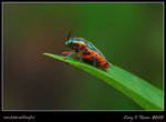 IMG_9158b