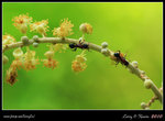 IMG_9787b