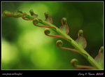 IMG_9931b