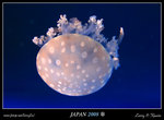 IMG_6496b