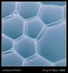 DPP_0006b