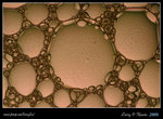DPP_0009b