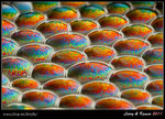 IMG_4080b