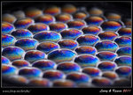 IMG_4085b