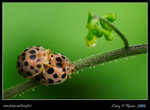 DPP_0041b
