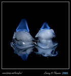 Ice Fire IMG_3741b