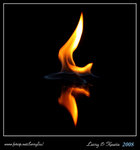 Fire Bird