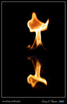 Fire Fox