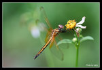 IMG_4704b