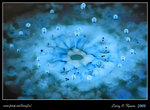 DPP_0019b