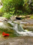 IMG_2819...A little brook running through the greenest foilage.  You can almost hear the water babbling over the rock!!