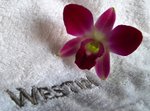 IMG_1311A